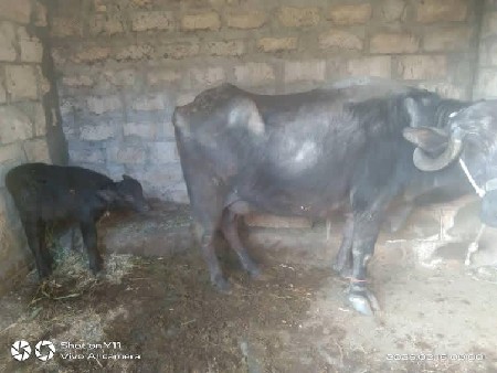 આ ભેંસ વેસવાનીસે