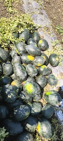 તરબૂશ ની કેસરી દેવા ની સે