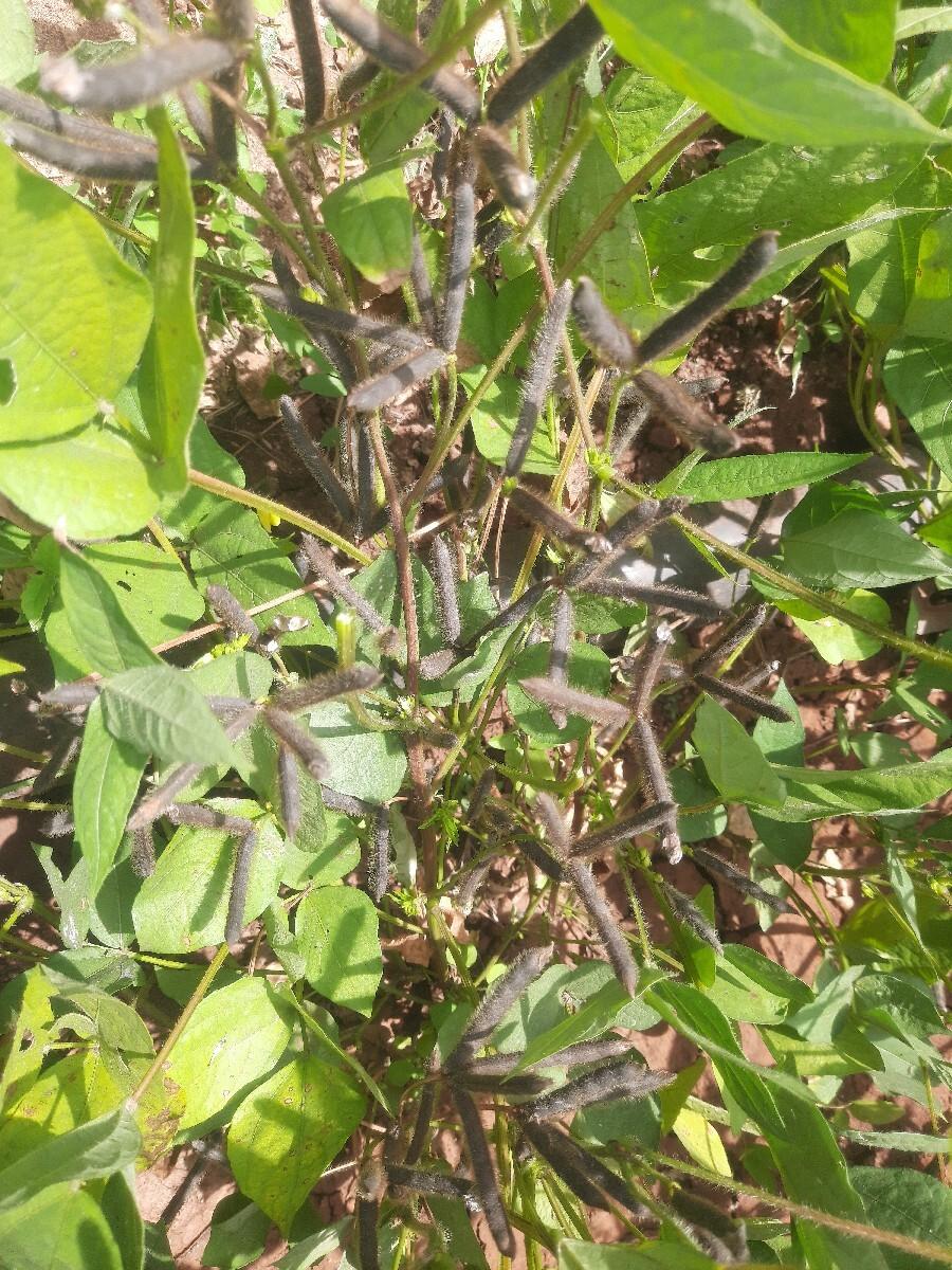 ગુજરાત અડદ-૨.( સાવજ)