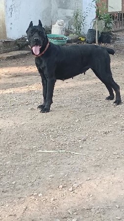 કેન કોરસો ફિમેલ