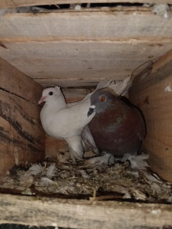 थंबनेल 2