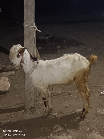 થંબનેલ 2