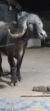 थंबनेल 2