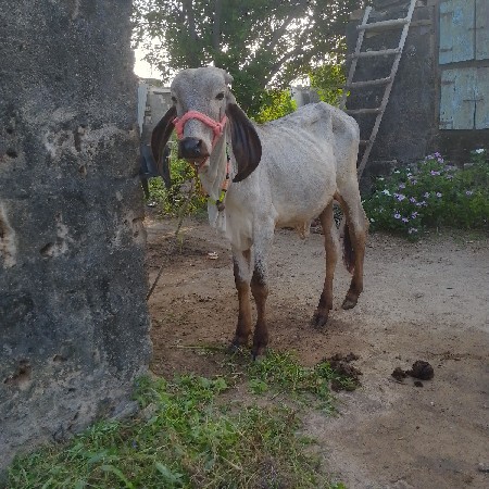 વાછડી વેચવાની છે