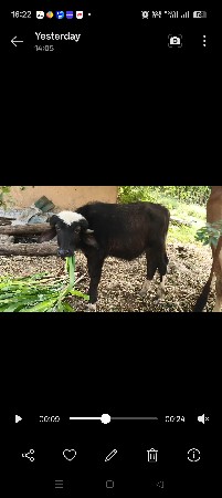 ભગરો પાડો વેચવાનો છે બે વર્ષ n