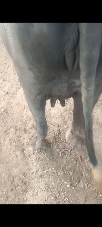 પેલું વેતર ખડલી વેચવાની છે