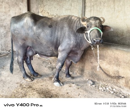 થંબનેલ 2