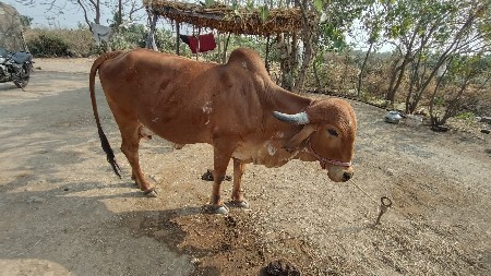 ગાય વેચવાની છે