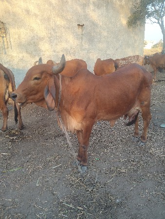 થંબનેલ 2