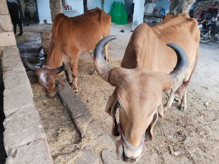 थंबनेल 2