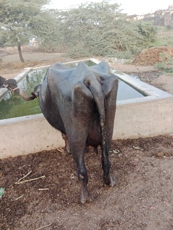 ભેંસ વેચવાની છે