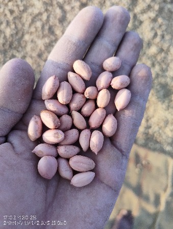 ગિરનાર ૪ ઓરિજનલ કોરી મગફળી વેચવાની