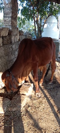 થંબનેલ 2