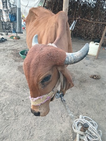 ગાય વેચવાની છે