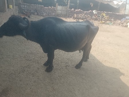 थंबनेल 2