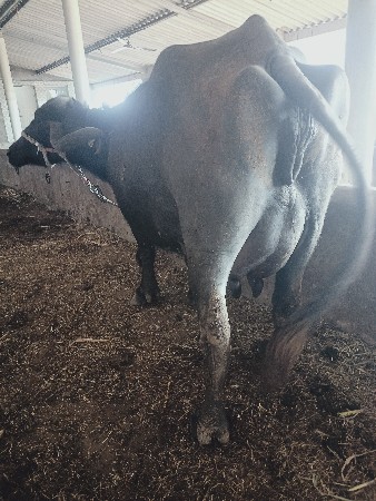 તીજી વેતર છે