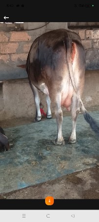 थंबनेल 5