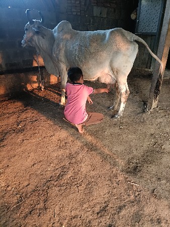 ગાય વેચવાની છે
