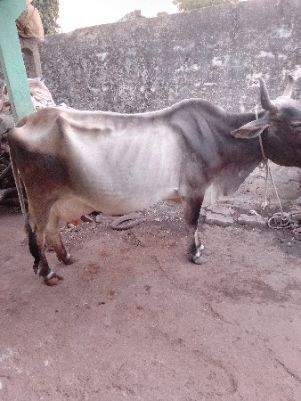 આ ગાય વેચવાની છે