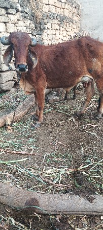 દેસી ગાય છે