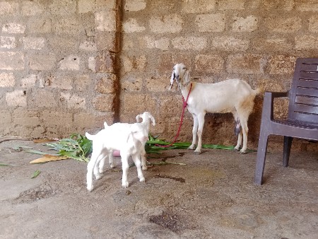 બકરી વેચવાની છે