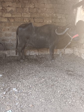 થંબનેલ 3