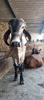 थंबनेल 3