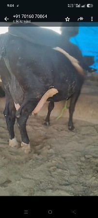 થંબનેલ 2