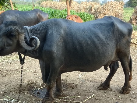 थंबनेल 2