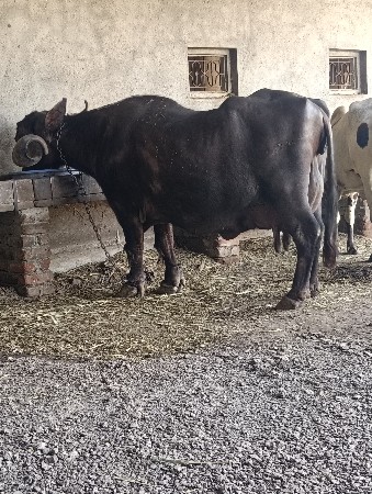 थंबनेल 3