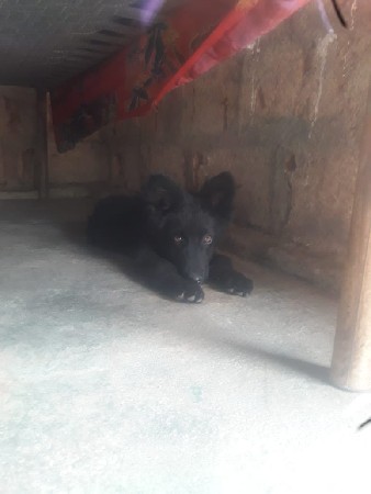 બ્લેક કુતરી