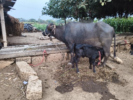 थंबनेल 3