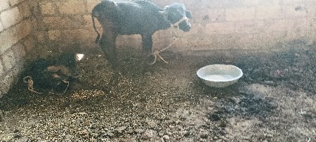 પાડી વિચવા ની છે