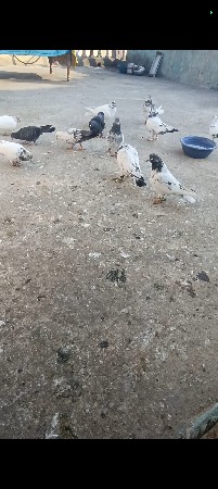 kabutar vechavana che