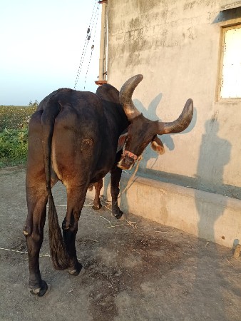 થંબનેલ 2