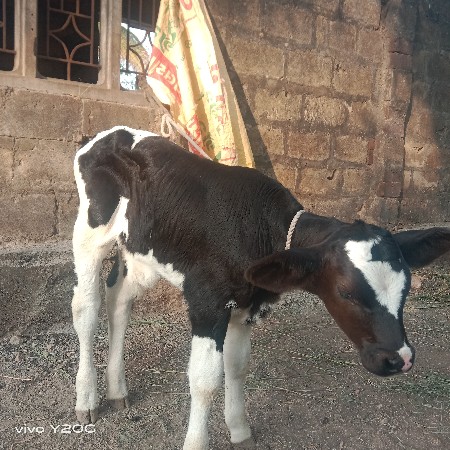 થંબનેલ 2