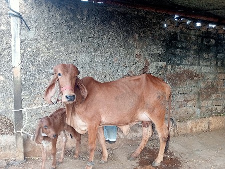 थंबनेल 2