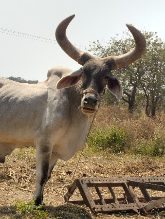 બળદ ની બધી જવાબદારી