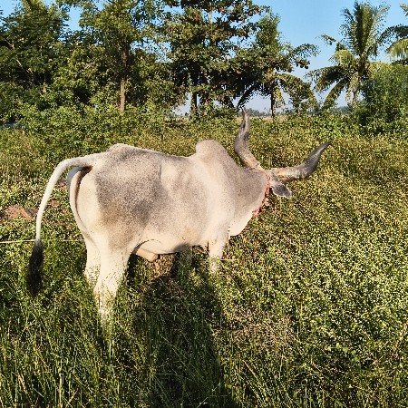 थंबनेल 3