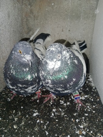 थंबनेल 2