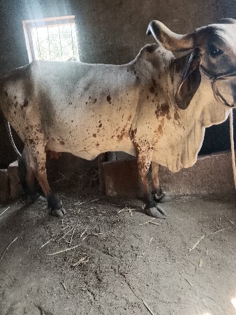 ગાય વેચવાની છે