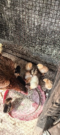 પ્યોર દેશી મુરઘી ના બચ્ચા વેચવાના