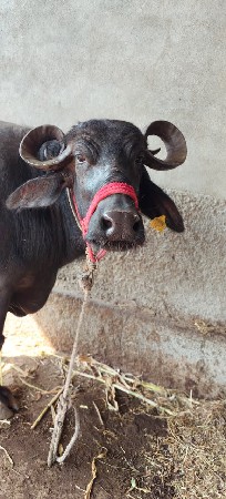 ભેંસ વેચવાની છે