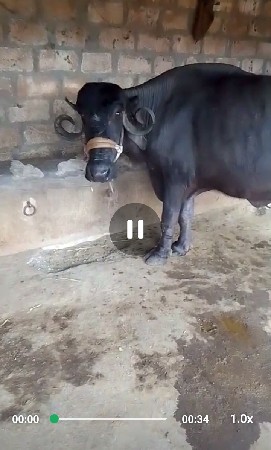 ઉંચાઈ લંબાઈ સારી