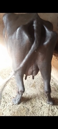 ભેસ. વેસવાનીછે