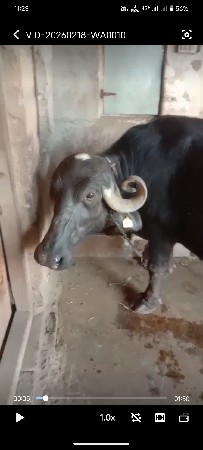 ભેંશ વેચાવ છે