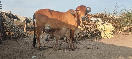 थंबनेल 2