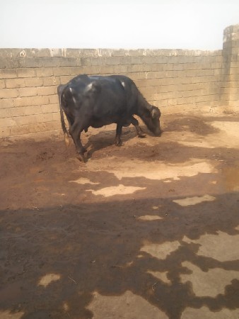 थंबनेल 3