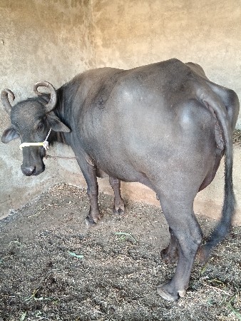 ભેંસ વેચવાની છે