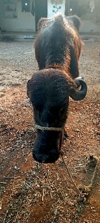 ખડેલી વેચવાની છે